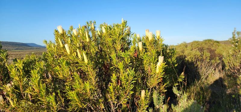 0 Bedroom Property for Sale in Albertinia Western Cape